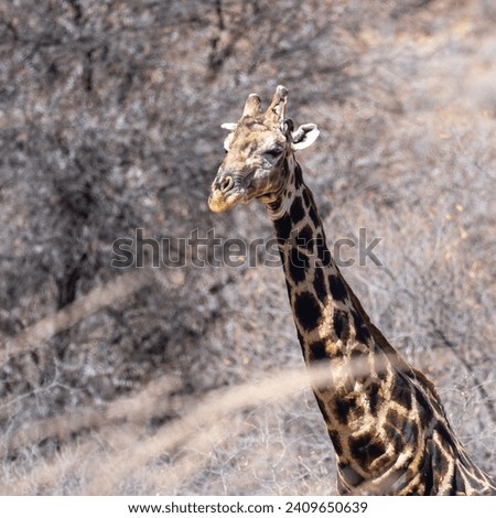 Okonjima Nature Reserve, Otjiwarongo, Namibia - August 15, 2022: A close-up of an Angolan giraffe's head and neck with a blurred natural background, showcasing its distinctive pattern and gentle eyes.