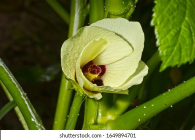 Okra Flower On Okra Plant