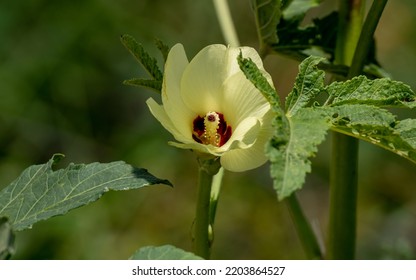 Okra, Lady's Finger, Gombo, Gumbo, Bendee, Quimbamto On Tree In The Garden