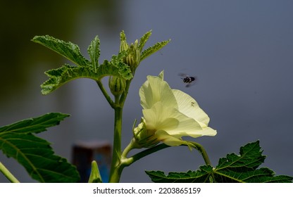 Okra, Lady's Finger, Gombo, Gumbo, Bendee, Quimbamto On Tree In The Garden