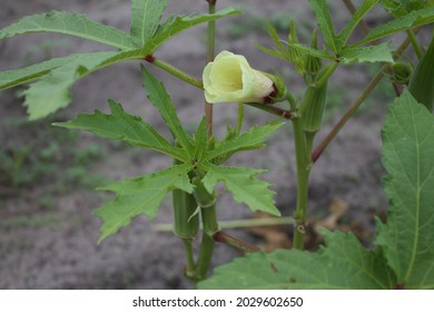 Okra Plant Flower In The Garden