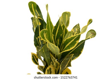 Oksn leaves;Codiaeum variegatium (L.) Blume;Croton;Oksn