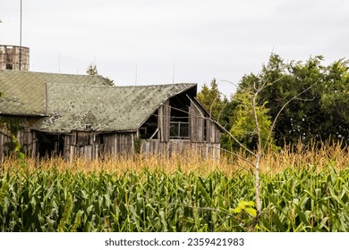 an old abandoned barn in a cornfield