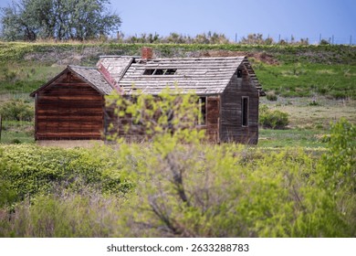 Old abandoned farm in Colorado.  Blue sky, leafy bushes, green grasses during Colorado springtime. Rustic old building. Green grasses with brown abandoned cabin on the Front Range of Colorado.