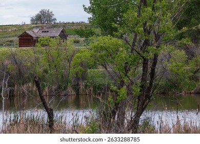 Old abandoned farm in Colorado.  Blue sky, leafy bushes, green grasses during Colorado springtime. Rustic old building. Green grasses with brown abandoned cabin on the Front Range of Colorado.