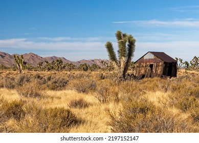Old abandoned shack in field of creosote bushes and yucca trees in Mojave desert