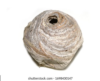 Old Abandoned Stinger Wasp Nest Isolated On White Background