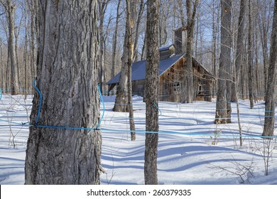 Old Abandoned Sugar Shack In A Maple Bush 