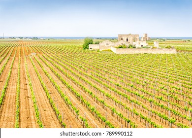 Old Abandoned Winery House In Vineyard, Puglia, Italy