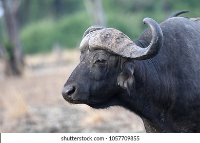 Old African Buffalo, Syncerus c.caffer, in the South Luangwa National Park, Zambia