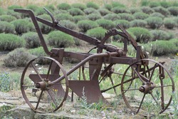 Old Agricultural Machineries. Old Rusty Plow On The Edge Of A Lavender Field.