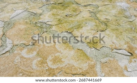 Old algae on a marshy area.