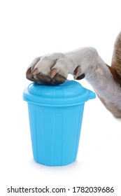 Old American Stafforsdshire Terrier Dog With A Small Garbage Can On Isolated White Background