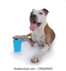 Old American Stafforsdshire Terrier Dog With A Small Garbage Can On Isolated White Background