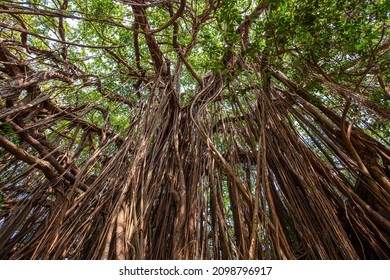 Old ancient Banyan tree with long roots that start at the top of the branches to the ground. Goa, India