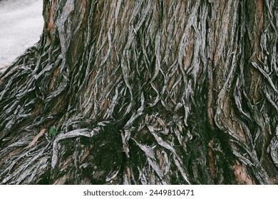 An old ancient tree trunk with grey relief bark texture, pattern. Woodland, wood, woods, forest nature. Abstract natural background. Nature reserve. 