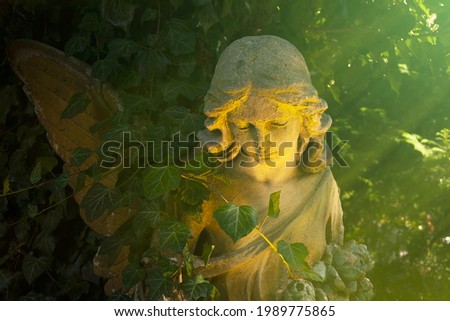 Old angel statue which has become overgrown with ivy. In the rays of the sun.