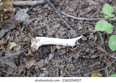 Old animal bone in the forest. 