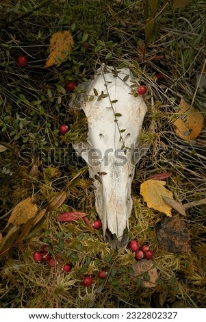 old animal skull in autumn forest, natural abstract background. autumn season. symbol of death, terrible, scary. Mysticism, occultism, Witchcraft, samhain sabbat, Halloween concept. top view