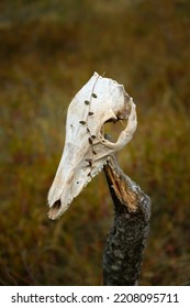 Old Animal Skull Hanging On Tree, Dark Natural Abstract Background. Symbol Of Death Portrait, Terrible, Scary. Autumn Season. Mysticism, Occultism, Witchcraft, Samhain Sabbat, Halloween Concept.