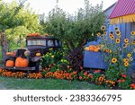 An old antique car with pumpkin and flower display located at anorganic fruit stand in Keremeos, British Columbia, Canada. Thanksgiving and Halloween autumn harvest.