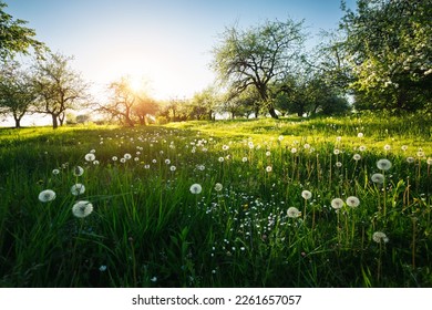 An old apple orchard on a green lawn in sunny day. Scenic image of trees in charming garden. Agrarian region of Ukraine, Europe. Flowering orchard in spring time. Photo wallpaper. Beauty of earth. - Shutterstock ID 2261657057