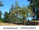 Old Apple tree at Fort Yamhill in Oregon