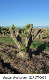 Old Apple Tree Prepared For Cloning New Species At Orchard In Colorado