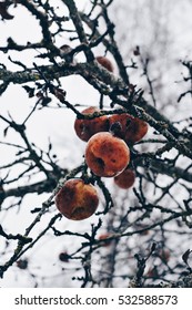 Old Apple Tree In Winter