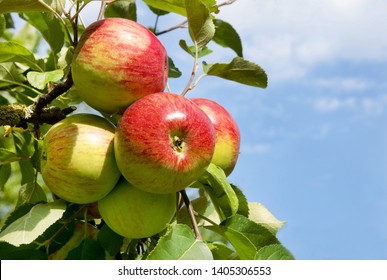 Old Apple Variety 