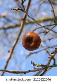 Old Apple In Winter Sowing On A Bare Branch. Taken From Below. We See The Blue Sky.