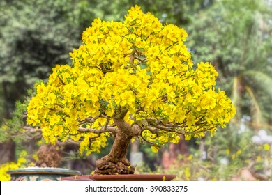 Old apricot tree in spring with blooming tree shape solid pyramid for Apricot bloom bright yellow flowers in the spring garden