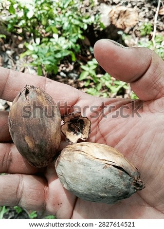 old areca nuts fall from the tree 