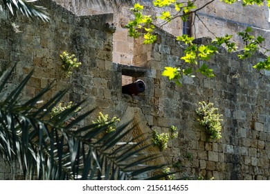 Old artillery appears from the wall of Grand Master of the Knights in Rhodes.