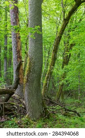 Old Ash Tree In Springtime Deciduous Stand Of Bialowieza Forest,Poland,Europe