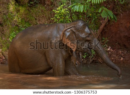 An old Asian female elephant having a bath in the jungle in an elephant sanctuary in Mondulkiri in Cambodia