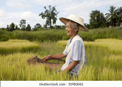 old Asian woman at the paddy field