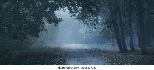 Old asphalt country road through the colorful deciduous oak, birch, maple trees with green, orange, yellow, golden leaves. Mysterious morning fog. Natural tunnel. Dark atmospheric autumn landscape