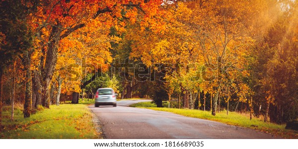 old asphalt\
road with beautiful trees in\
autumn