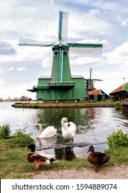 Old authentic dutch windmill on the water channel, ducks and white swans in the foreground, in the historic village of Zaanse Schans, a neighbourhood of Zaandam, near Amsterdam in the Netherlands.