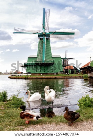Old authentic dutch windmill on the water channel, ducks and white swans in the foreground, in the historic village of Zaanse Schans, a neighbourhood of Zaandam, near Amsterdam in the Netherlands.