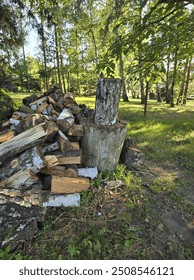 An old axe embedded in a weathered tree stump in a forest clearing, surrounded by chopped wood and greenery