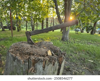 An old axe embedded in a weathered tree stump in a forest clearing, surrounded by chopped wood and greenery
