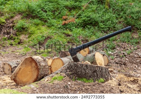 Old axe in stump. Axe ready for cutting timber. Woodworking tool. Lumberjack axe in wood, chopping timber. Banner with empty space
