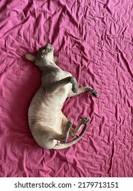 Old Bald Cat Sphinx Lying On The Bed