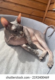 Old Bald Cat Sphinx Relaxing On The Bed