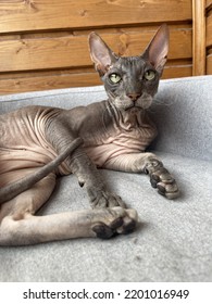 Old Bald Cat Sphinx Relaxing On The Bed