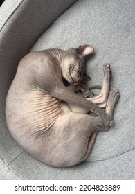 Old Bald Cat Sphinx Sleeping