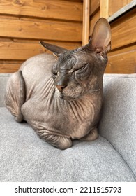 Old Bald Cat Sphinx Sleeping On The Bed