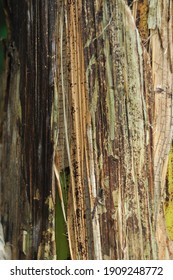 Old Banana Tree Bark Texture Stock Photo 1909248772 | Shutterstock